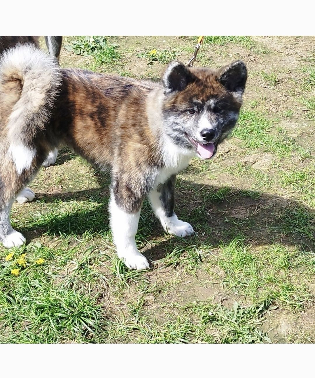 Akita Inu sunia pręgowana