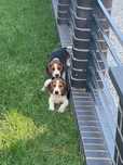 Śliczny szczeniak Beagle