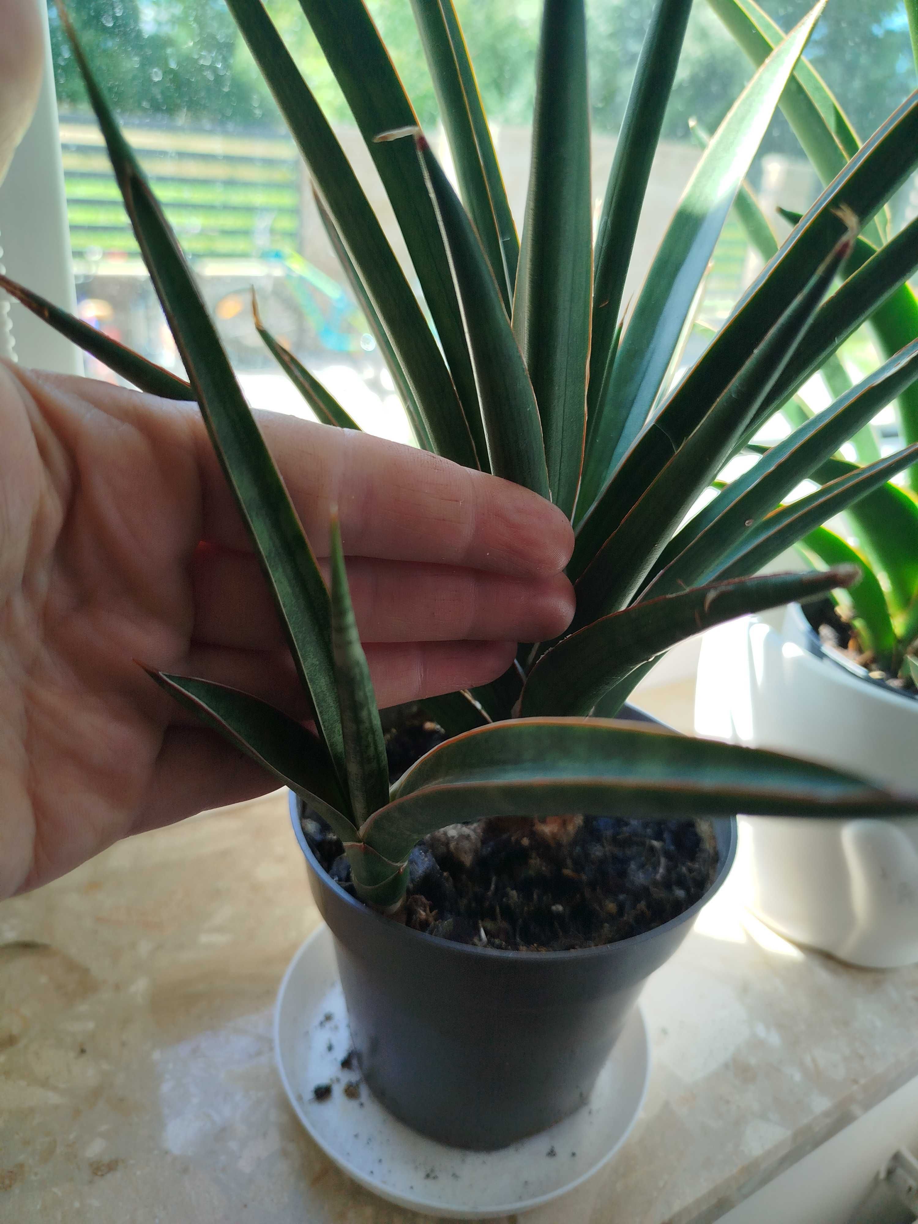 Sansevieria comet Amazon green, francisii spikey, kirkii friends