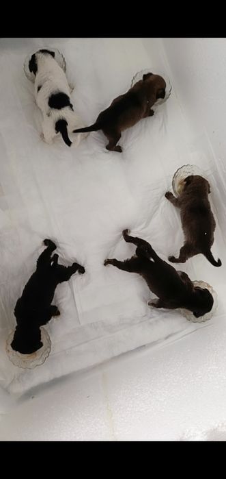 Шукаємо родину для цуценяток