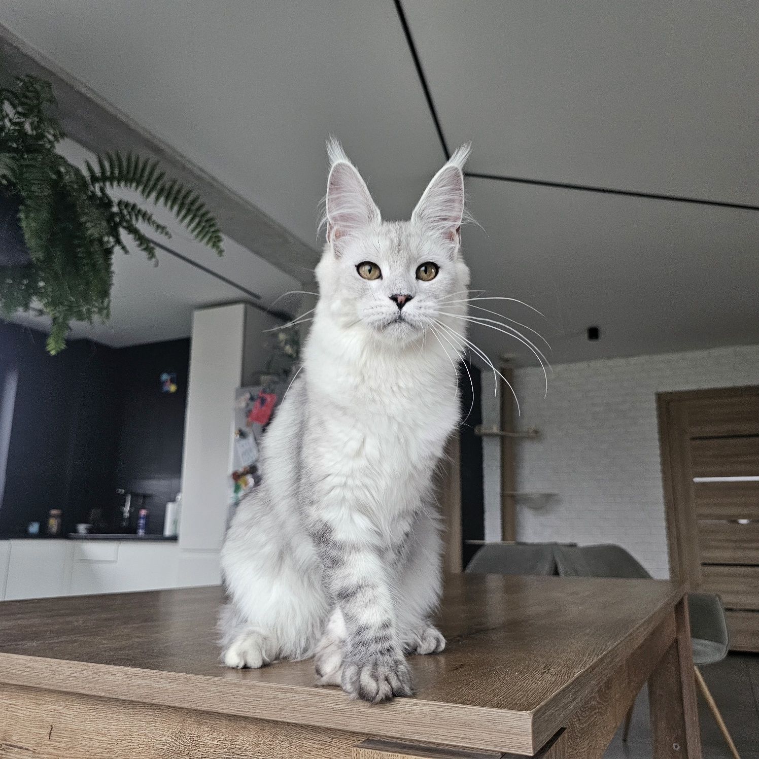 koteczka Maine coon rodowód fpl FIFe do hodowli