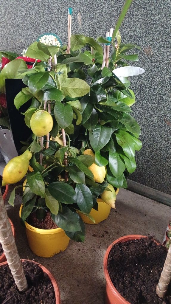 Продам лимони з плодами