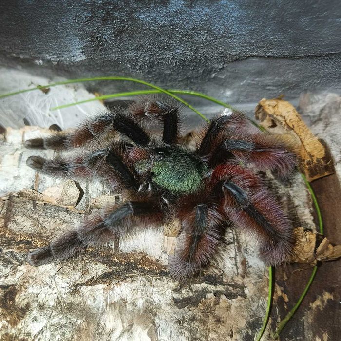 Ptasznik wielobarwny - Caribena versicolor - Karaibka wielobarwna