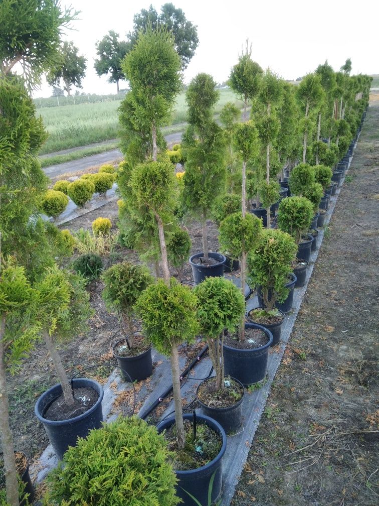 Lawenda, Thuja, Szmaragd, Jałowiec płożący, Bonsai, Brabant, Wierzba,