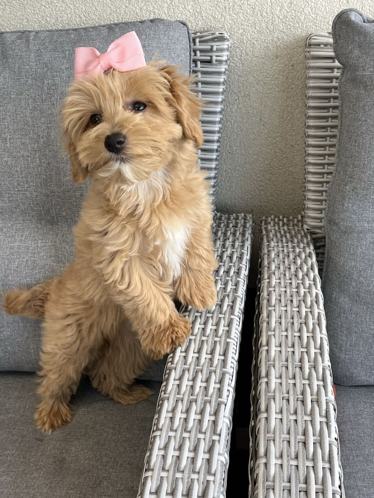 Suczka maltipoo do odbioru