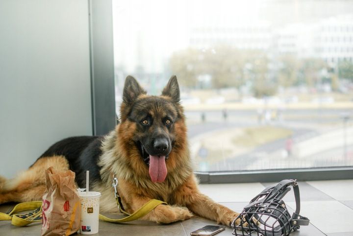Dingo Gear K9 Kaganiec Fizjo Średni Owczarek Niem