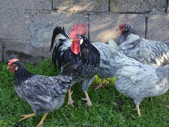 Яйце інкубаційне,курчата, Леггорн лавандовий, куріпчастий, спліш.