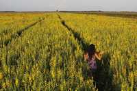 Sementes Crotalaria Juncea p/kg