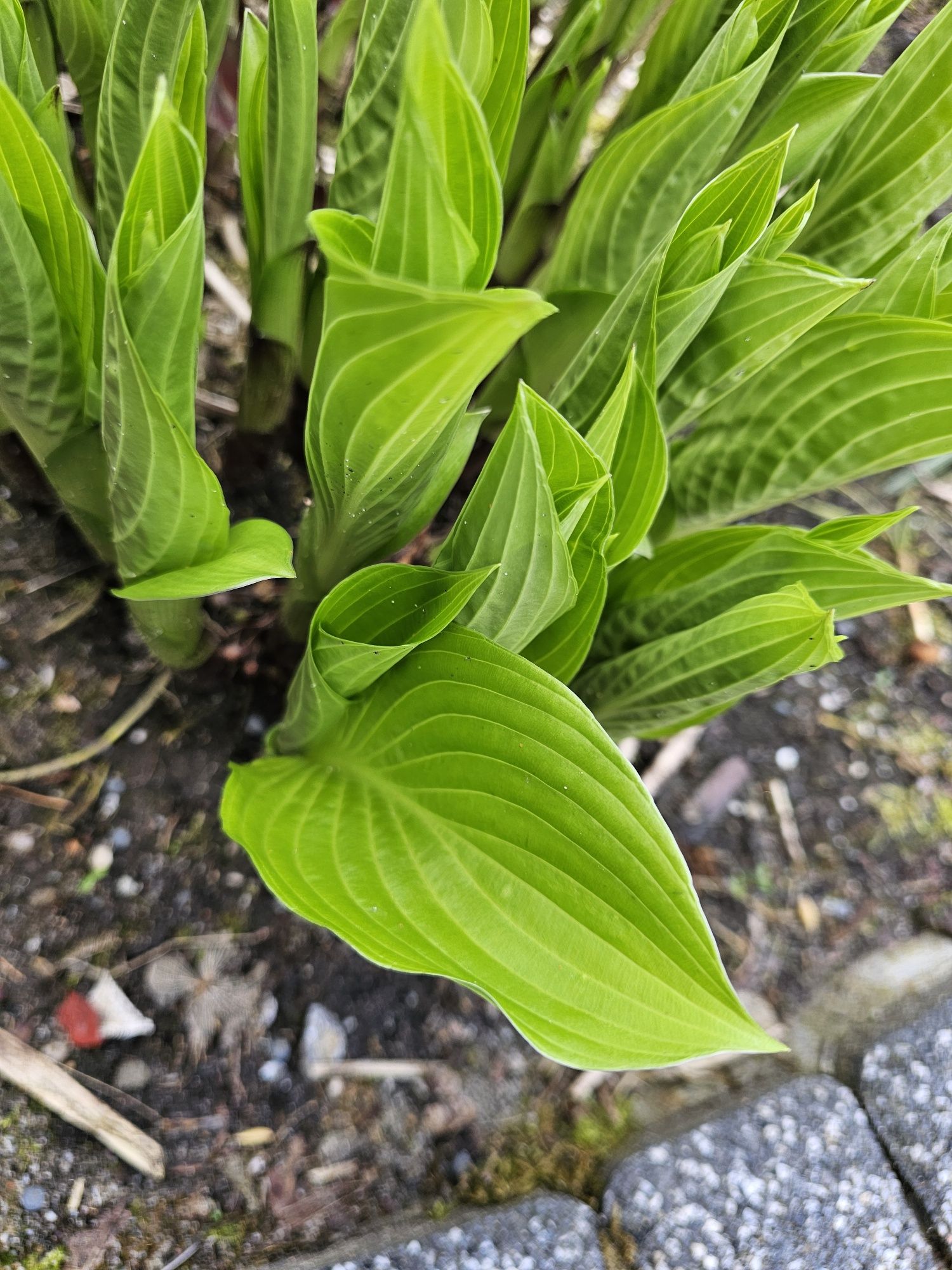 Hosta funkia duże zielone liście, biało-zielone liście