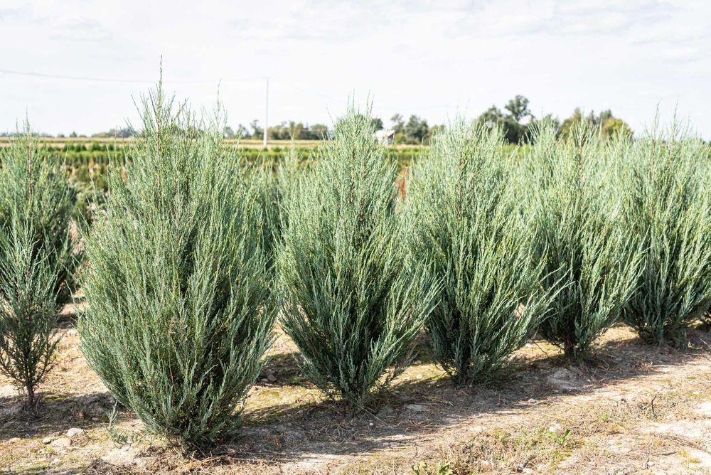 Jałowiec skalny 'Blue Arrow' 160- 180 PROMOCJA/ Juniperus 'Blue Arrow'