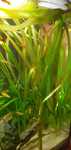 Sadzonki rośliny do akwarium - vallisneria gigantea