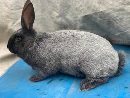 Продам кролі Полтавське срібло та Каліфорнійської породи