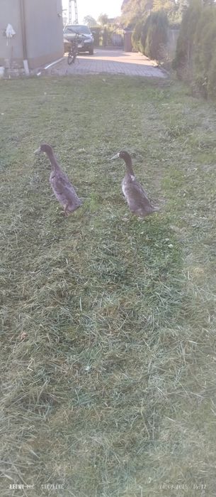 Kaczory biegusy 2 szt