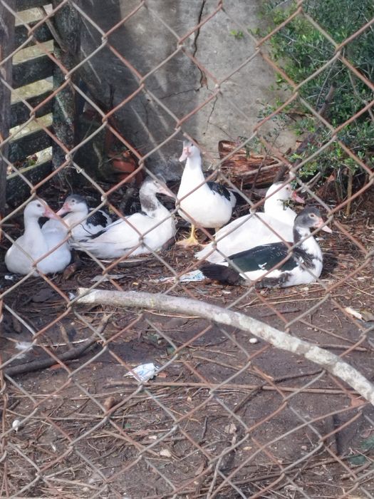 patos   muito bons adultos