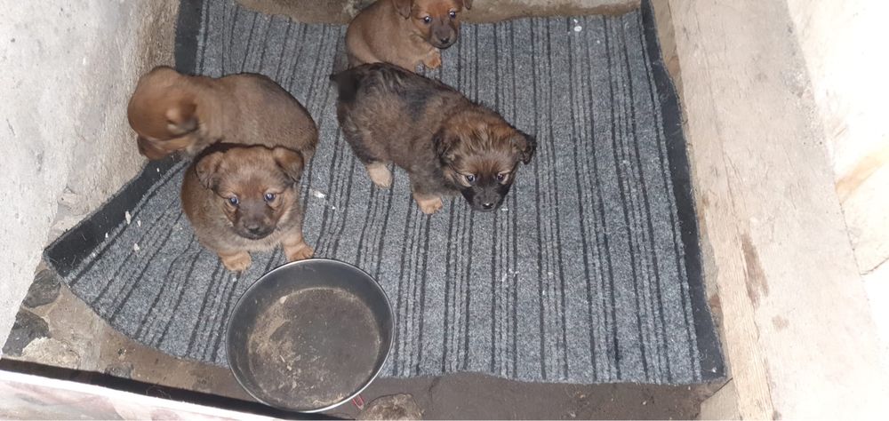 Pieski male szczenieta