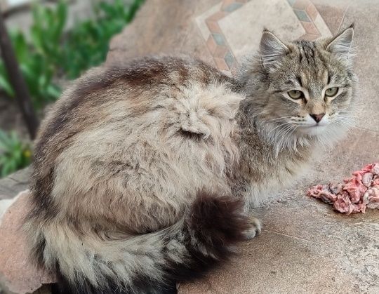 Котик шукає родину