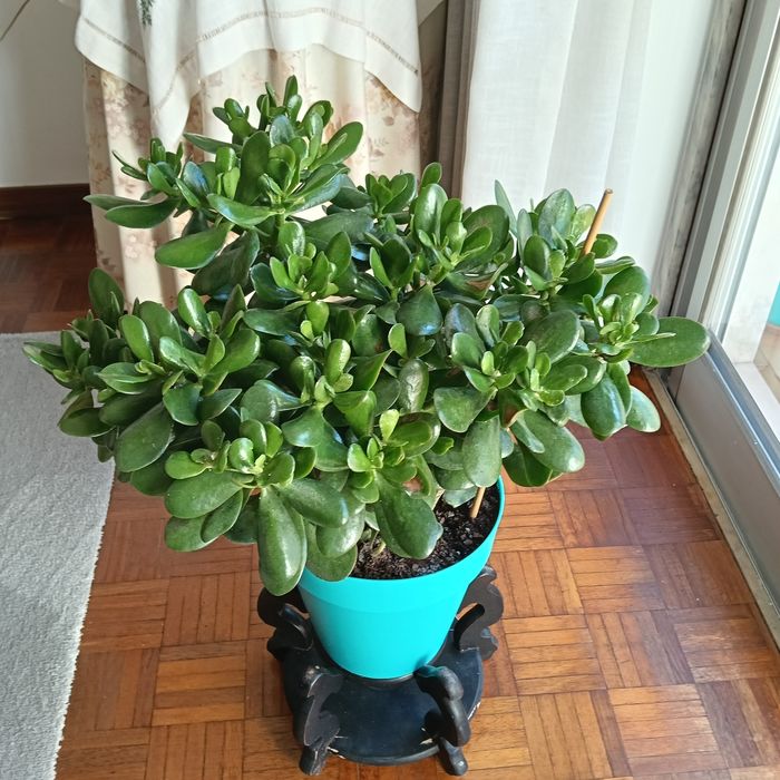 Campo Grande - Vendo Plantas Jade