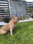 Buldog francuski
