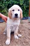 Golden Retriever szczeniak