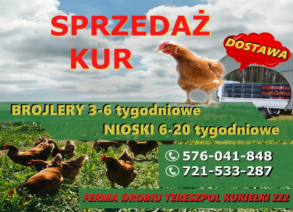 Nioski młode Rosa Leghorn lohman