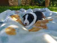 Pies  Border Collie
