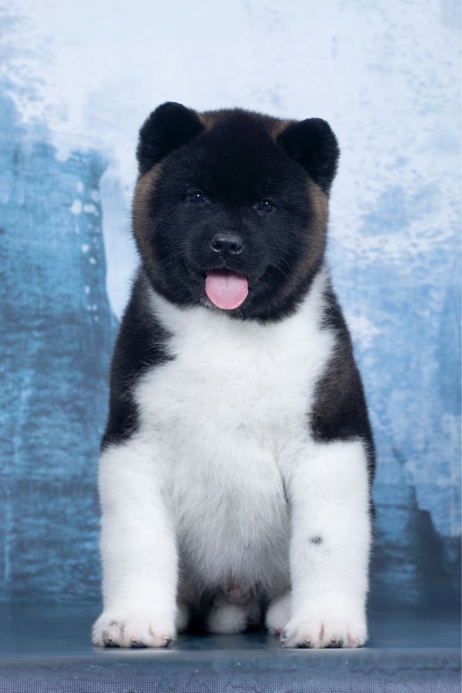 Американська акіта, хлопчики / американская акита/ american akita