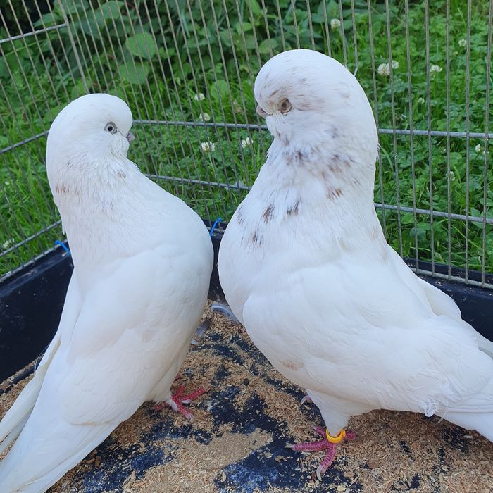 English long face angielski long faced angielski średniodzioby