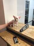 Chihuahua śliczna bieluteńka maleńka sunia XXXS
