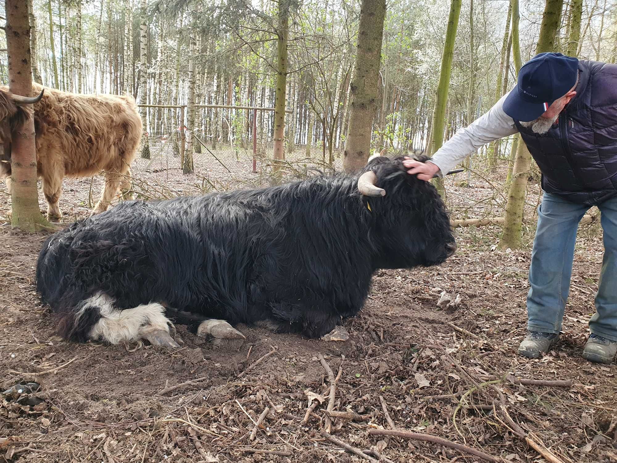 Bydło szkockie Highland Cattle byki