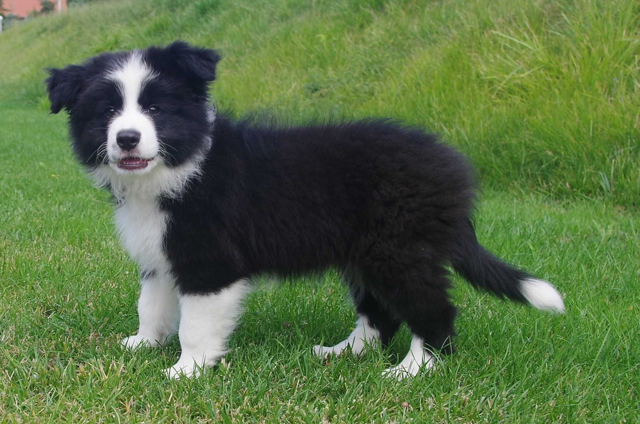 Border Collie- ZKwP/FCI śliczny piesek gotowy do odbioru