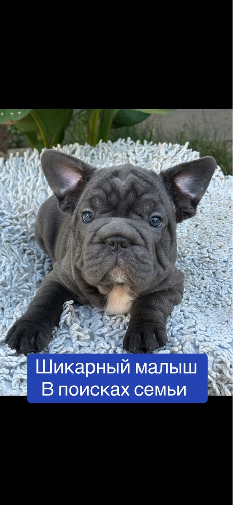 Французский бульдожик бигропчик! ЛЮКС малыш!