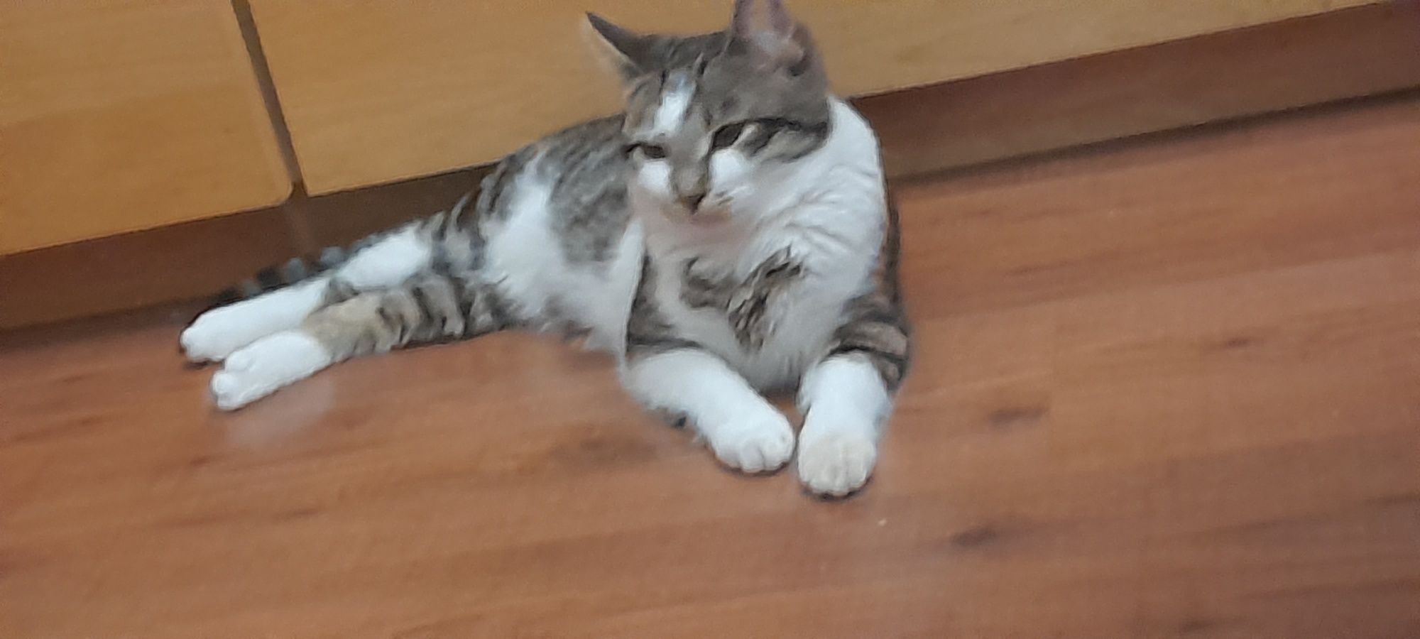 Kotek dwuletni wykastrowany