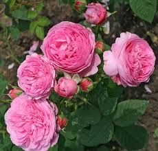 Чайная роза лепестки чайной розы