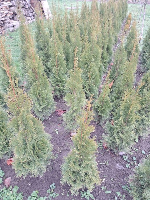 Туя смарагд, ялівець блу ероу