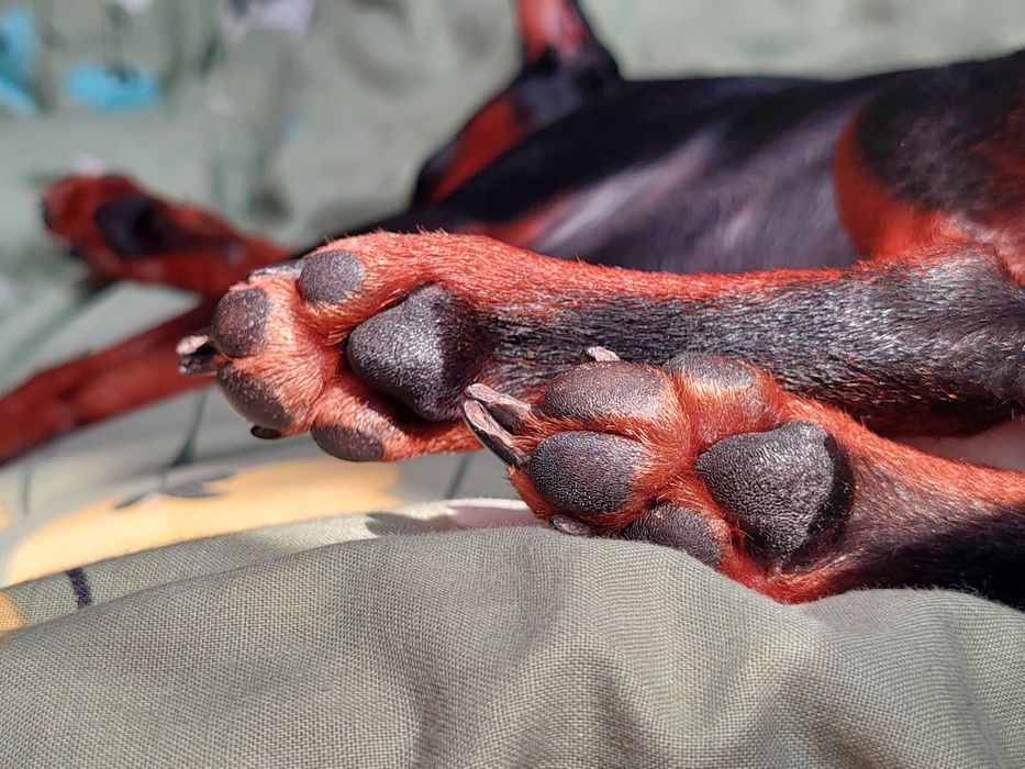 Вязка Цвенгерпінчер доберман