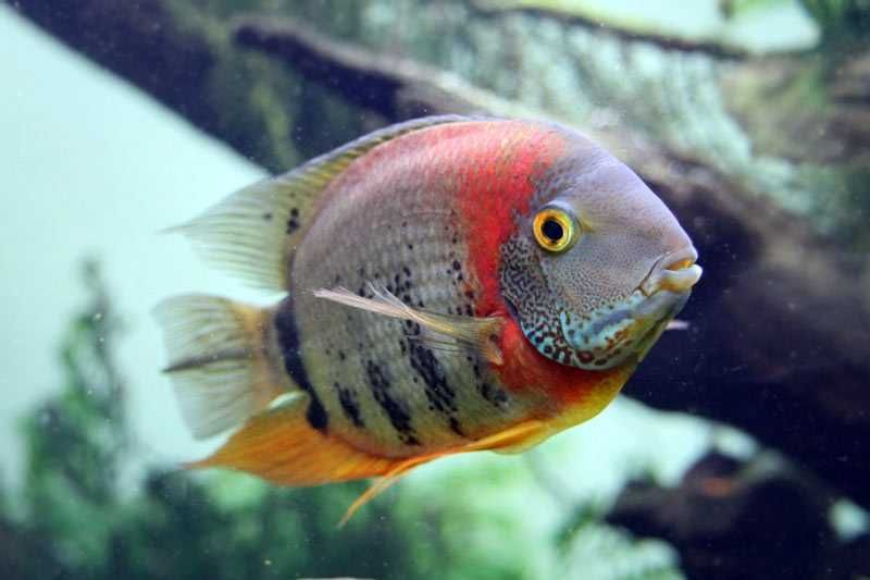 Pielęgnica sewerum rotkeil Barracuda Dębica