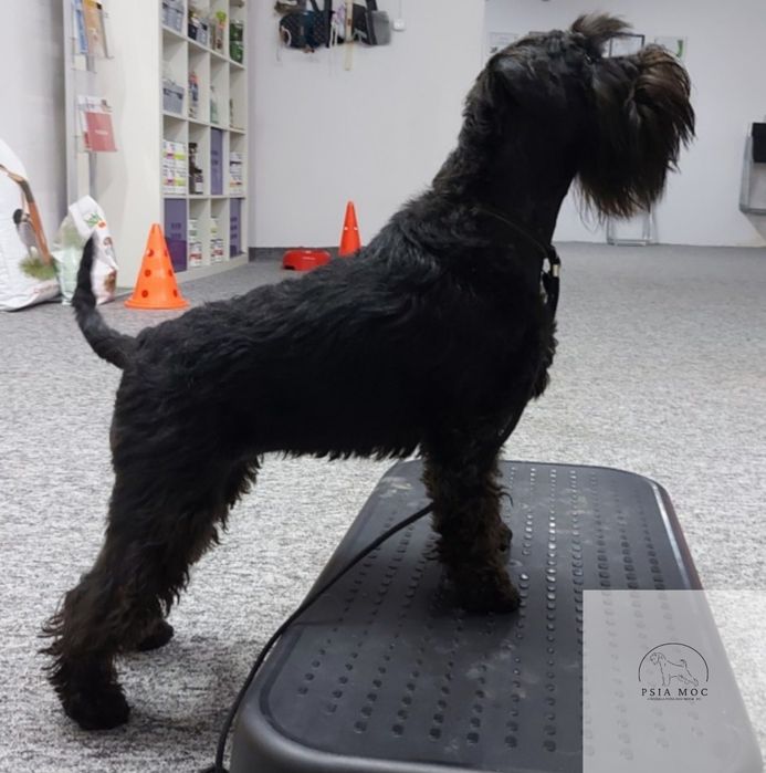 Sznaucer Miniaturowy Czarny FCI