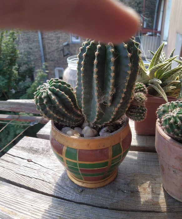 Рослини,кімнатні