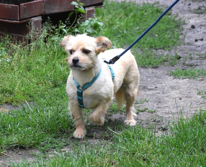 Malutka, delikatna, cudna sunia potrzebuje domku