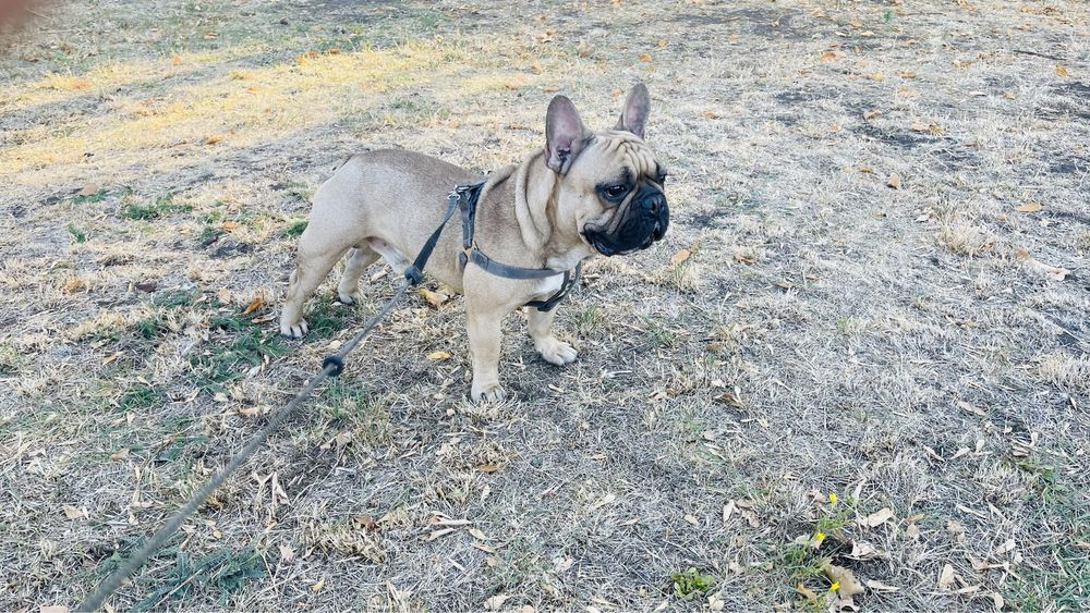 Вʼязка французького бульдога