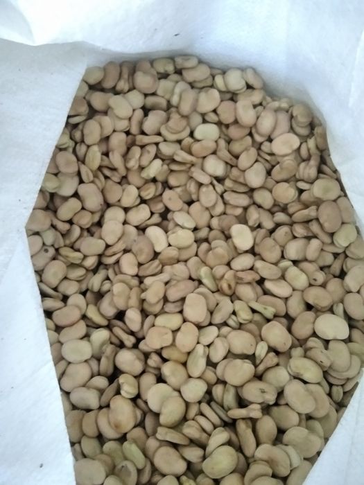 Bób suchy, sprzedam.