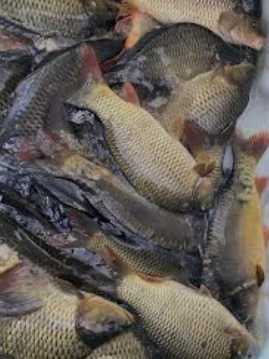 Продам живу рибу опт