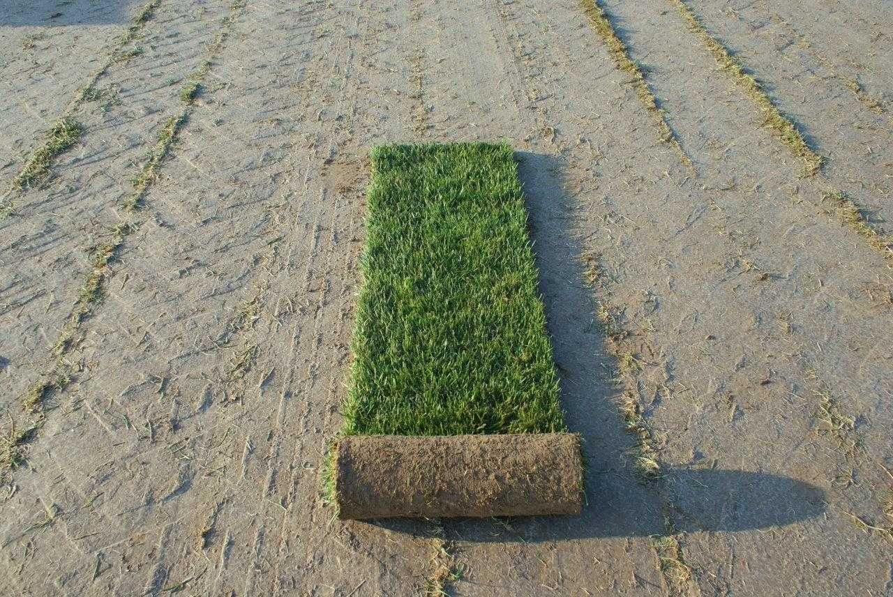 Trawa z rolki - darń rolowana