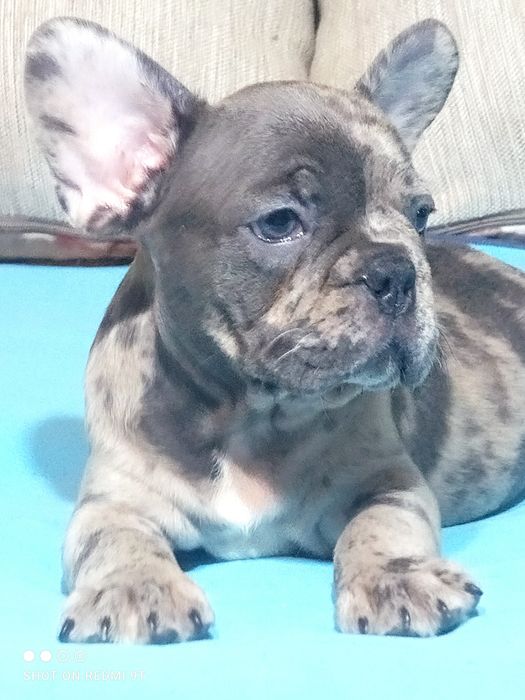 Французские бульдожки.