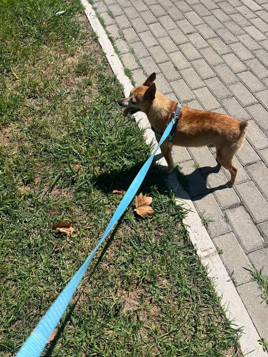 Pinscher com 9 anos