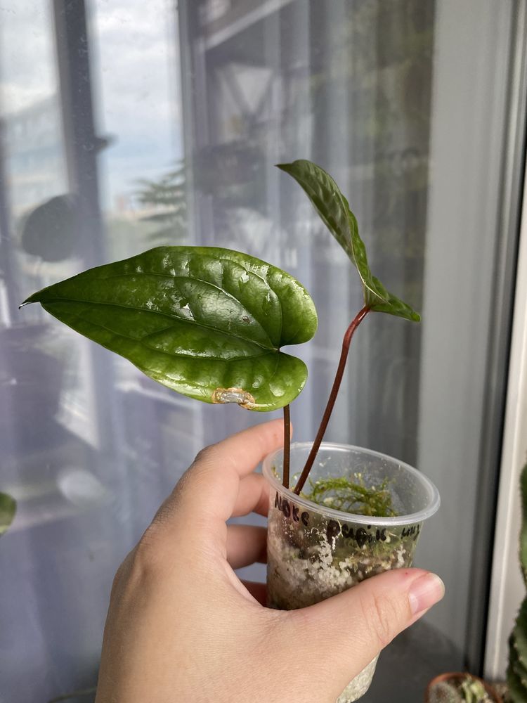 anthurium besseae, radicans, крісталінум