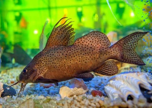 Peixes Sun catfish. Silver dollar. Synodontys