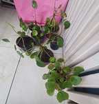 6 szt pieniążek Pilea + 1 szt begonia