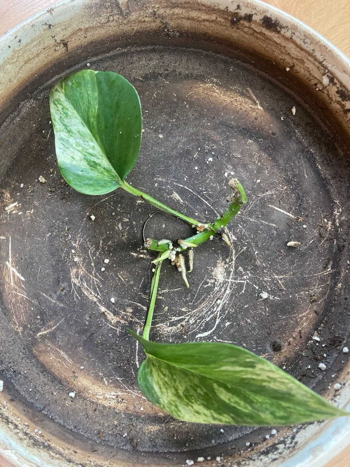Epipremnum marble queen - sadzonki/szczepki