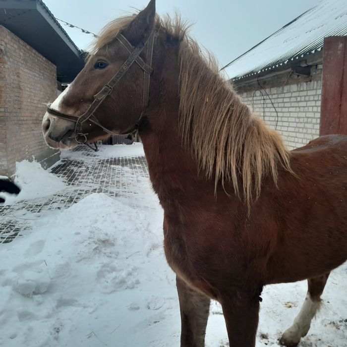 Продам коня в хороші руки